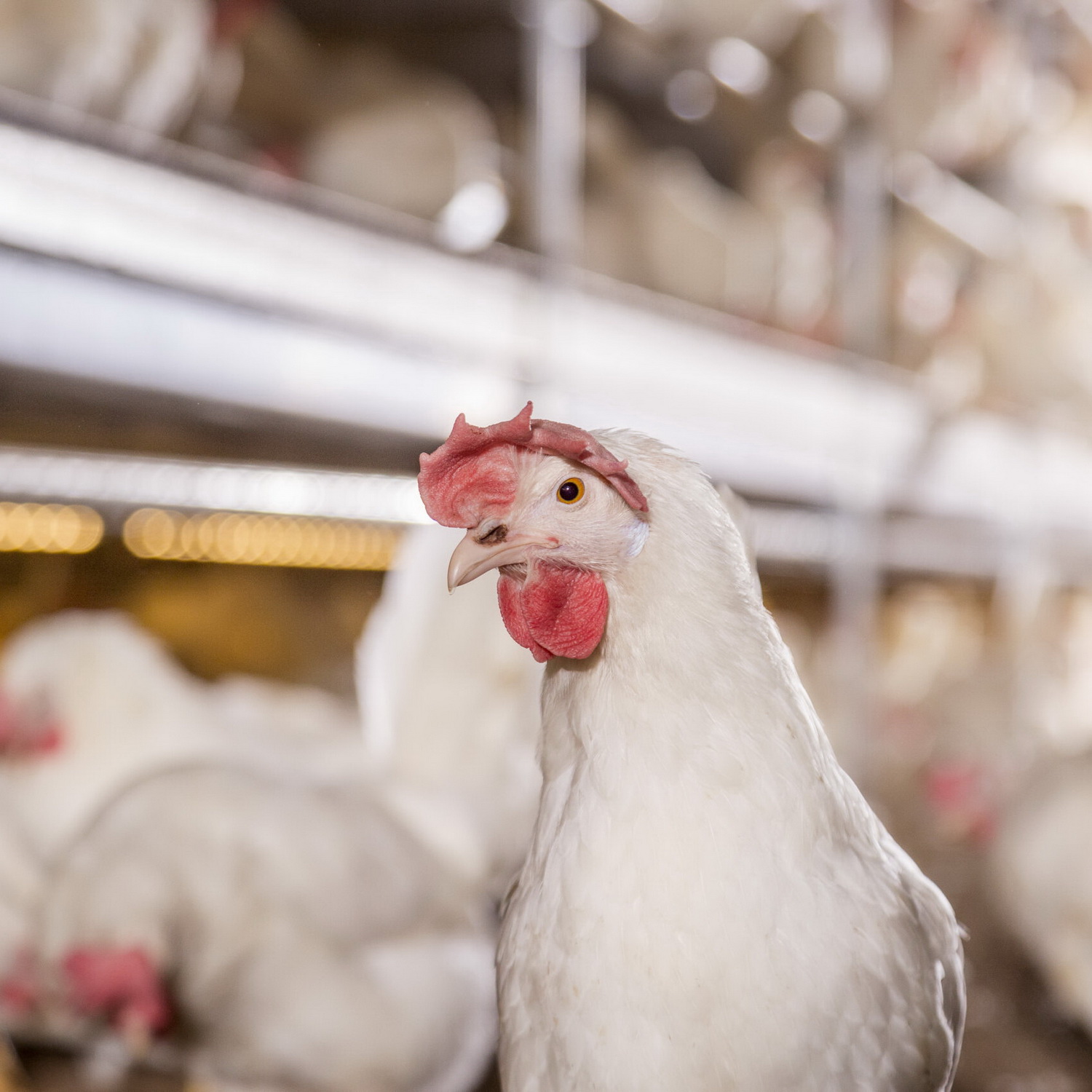 Chicken Close-up